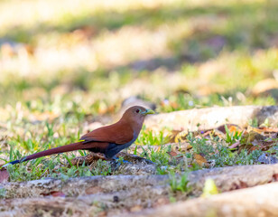 Squirrel cuckoo foraging for food on the ground