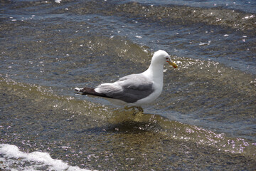 A seagull wading in the bay water