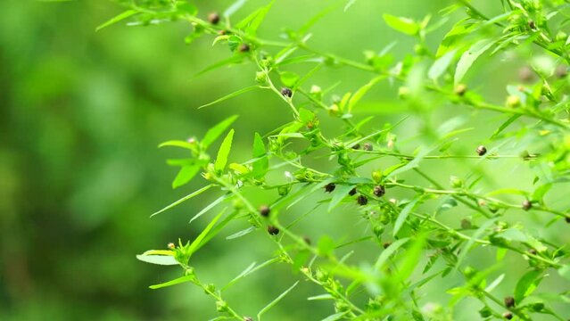 Sida acuta (aslo called common wireweed, sidaguri,sidogori) with natural background. This plant species of flowering plant in the mallow family, Malvaceae. Sida acuta is considered an invasive species