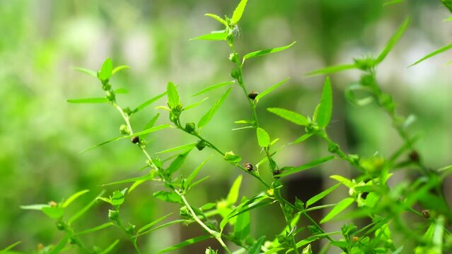 Sida acuta (aslo called common wireweed, sidaguri,sidogori) with natural background. This plant species of flowering plant in the mallow family, Malvaceae. Sida acuta is considered an invasive species