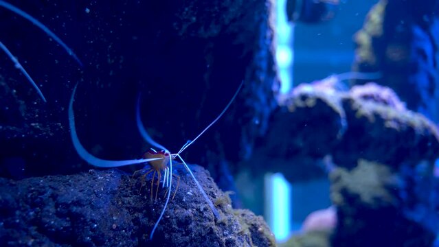 Banded coral shrimp underwater species hiding behind the rock aka Stenopus hispidus and banded cleaner shrimp