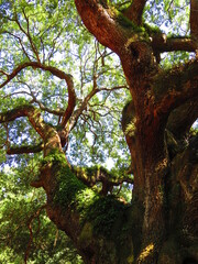 Fototapeta premium gnarly old oak tree in summer