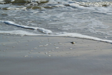 waves with foam on beach with shell