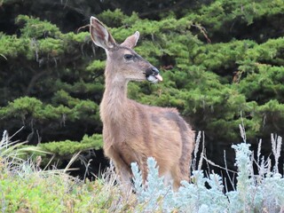 Black tailed deer with its tongue out