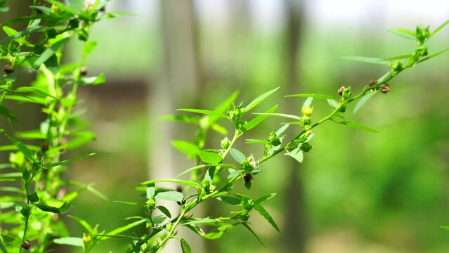 Sida acuta (aslo called common wireweed, sidaguri,sidogori) with natural background. This plant species of flowering plant in the mallow family, Malvaceae. Sida acuta is considered an invasive species