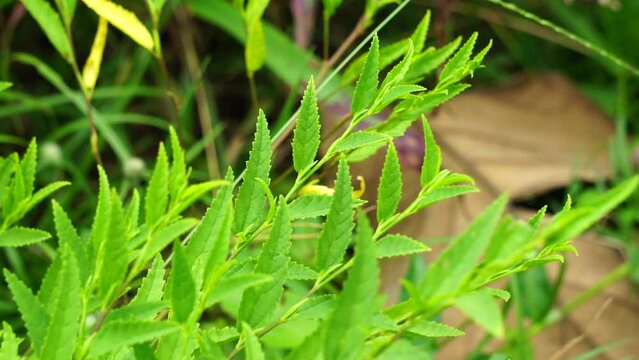 Sida acuta (aslo called common wireweed, sidaguri,sidogori) with natural background. This plant species of flowering plant in the mallow family, Malvaceae. Sida acuta is considered an invasive species