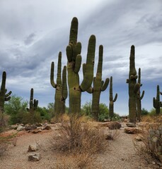 cactus in desert