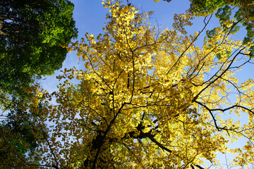 銀杏の紅葉