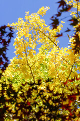 銀杏の紅葉