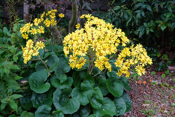 ツワブキの黄色い花