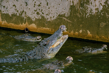 crocodile in the water