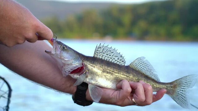 The fisherman caught a pike perch on a jig