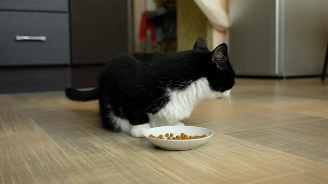 Black and white cat eats dry food from bowl on floor of house in kitchen.