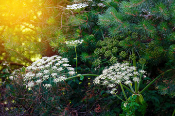 Heracleum Sosnowskyi, Sosnowsky giant hogweed blooming in forest. Dangerous invasive pest, phototoxic flowering plant dangerous to health causes allergies and burns on the skin from ultraviolet - obrazy, fototapety, plakaty