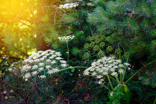 Heracleum Sosnowskyi, Sosnowsky giant hogweed blooming in forest. Dangerous invasive pest, phototoxic flowering plant dangerous to health causes allergies and burns on the skin from ultraviolet