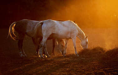 Two grey mares are eating hay in a paddock in the evening sun. Horses are feeding straw from the...