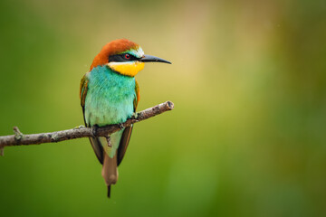 Colorful bird European bee-eater (Merops apiaster) perching on a branch and resting. Beautiful...