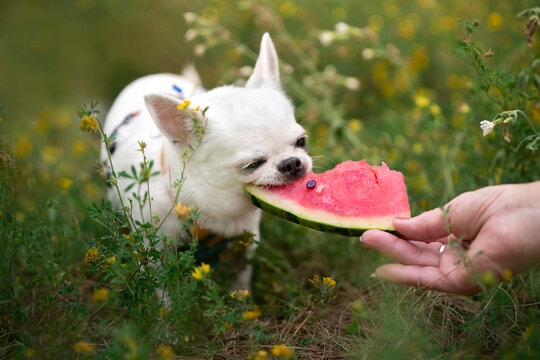 chihuahua je arbuza 