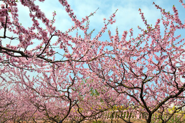 Peach blossom in spring time