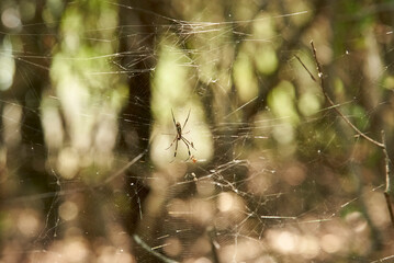 Trichonephila clavipes, formerly Nephila clavipes, commonly known as golden silk orb-weaver, golden silk spider or banana spider, in its web in Entre Rios, Argentina.