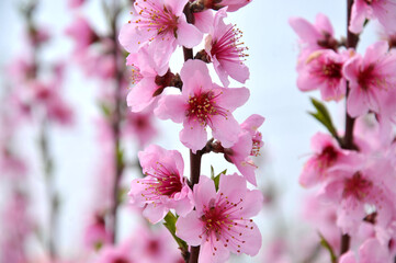 Peach blossom in spring time