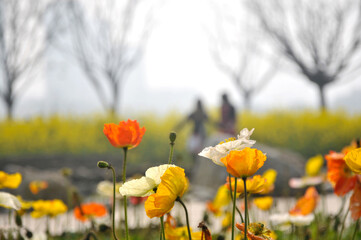 blossoming poppy flower