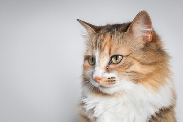 Cat with teary eye on grey background. Side profile cat with one eye glassy, teary and discolored....