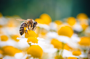 Fototapeta The honey bee feeds on the nectar of a chamomile flower. Yellow and white chamomile flowers are all around, the bee is out of focus, the background and foreground are out of focus. Macro photography. obraz