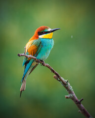 Colorful bird European bee-eater (Merops apiaster) perching on a branch and resting. Beautiful...