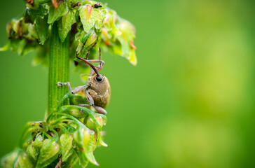 Close-up macro shot of a small Hazelnut weevil (Curculio nucum) climbing a plant. Green blurred background.