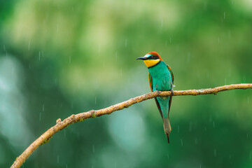 Beautiful bird European bee-eater (Merops apiaster) perching on a branch in light rain. Raindrops on feathers. Blurred background with colorful circles.