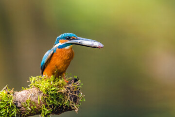 A male common kingfisher (Alcedo atthis) with a small fish in its beak perching on a stick covered in moss. Beautiful green background.