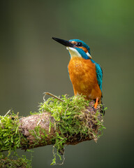 Male common kingfisher (Alcedo atthis) perching on a moss-covered stick. Beautiful green background.