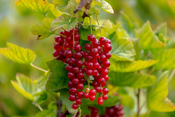 Selective focus of ripe red Redcurrant (Aalbes) on the tree, The redcurrant or red currant is a member of the genus Ribes in the gooseberry family, Edible and health benefits of fresh berries fruits.
