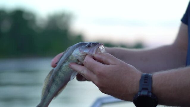 The fisherman shows the caught bersh fish to the camera