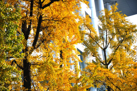 autumn ginkgo tree