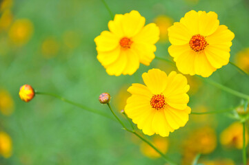 blossoming yellow flowers