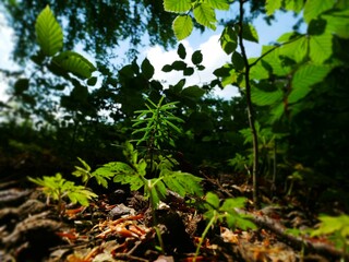 fern in the forest