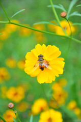blossoming yellow flowers and bee