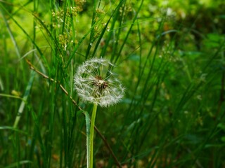 dandelion on grass