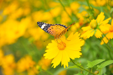 butterfly on yellow flower