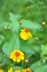 blossoming yellow flowers