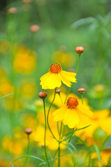 blossoming yellow flowers