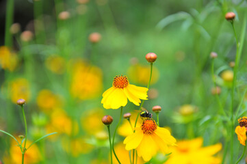 blossoming yellow flowers
