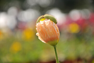 poppy flower in spring
