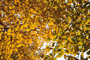 golden autumn leaves