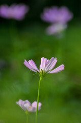 Fototapeta premium pink cosmos flower in garden