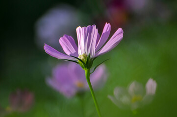 Fototapeta premium pink cosmos flower in garden