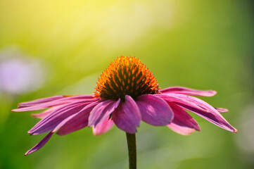 daisy flower