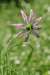 pink cosmos flower in garden